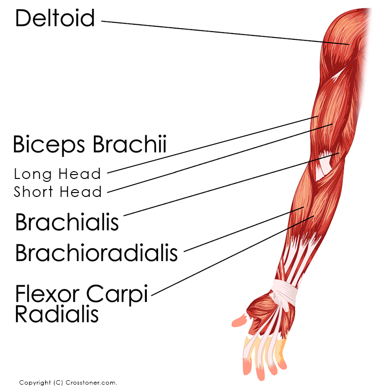 Arm Muscles
