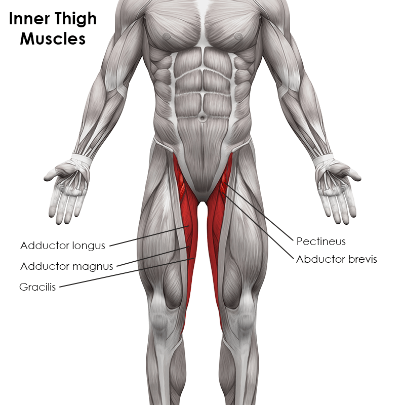 Adductor Muscles