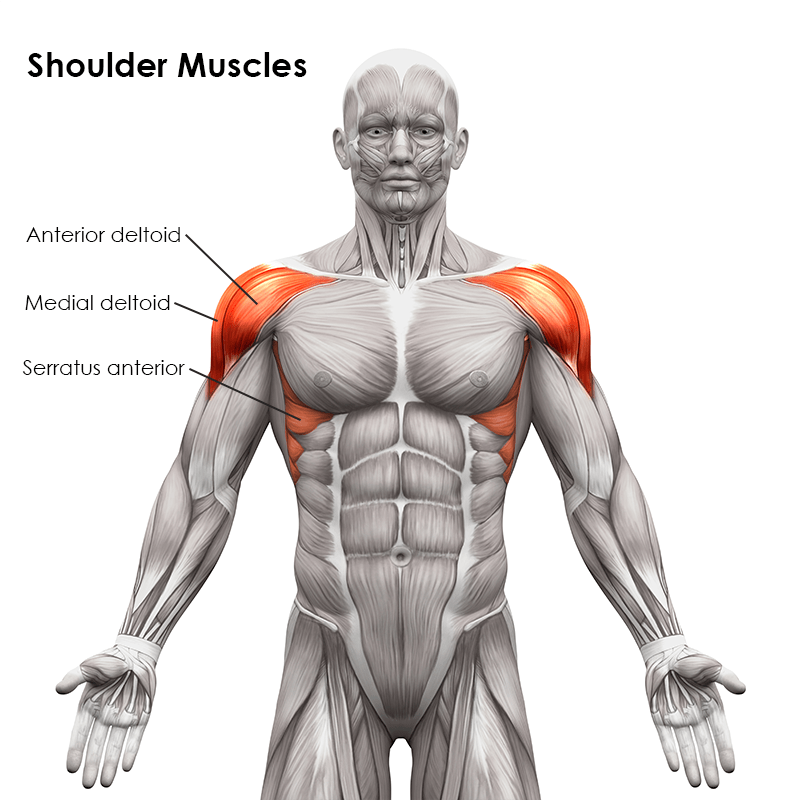 Diagram of Shoulder Muscles
